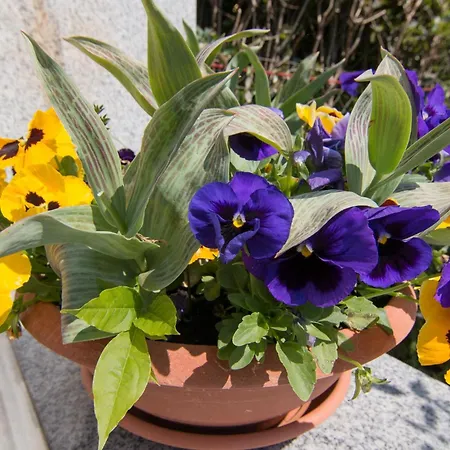 App Kristina C Fažana