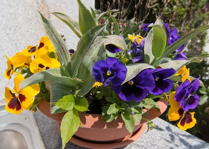 App Kristina C 파자나